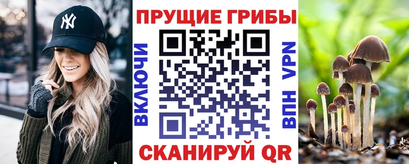 Псилоцибиновые грибы Cubensis  Светлогорск 